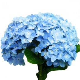 Голубая гортензия поштучно
