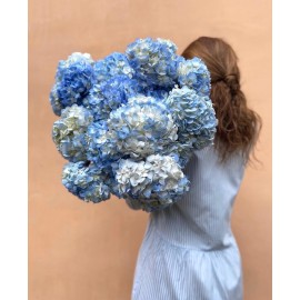 Голубая гортензии (Колумбия) от 5 штук 