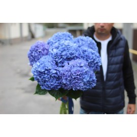 Огромная синяя гортензия 