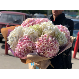 Хит сезона гортензий! 