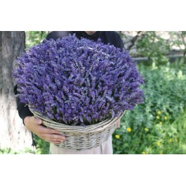 Большая корзина из живой лаванды 