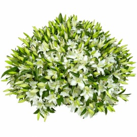 Огромная корзина лилий