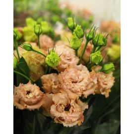 Эустома Алиса шампань поштучно!