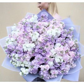 101 матиолла