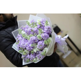 Бело-лавандовая маттиола