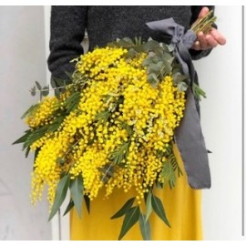 Пучок пышной мимозы