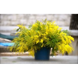 Ведерко с мимозой