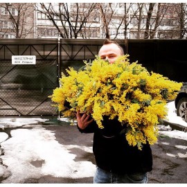 Огромная охапка мимозы