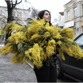 Бомбическая мимоза!