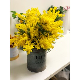 Мимоза в жестяной банке