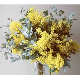 Любимая мимоза