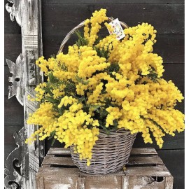 Корзина мимозы