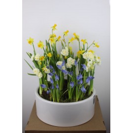 Кашпо с нарциссами и мускари