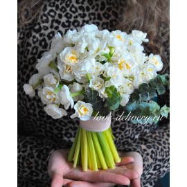 Милые нарциссы