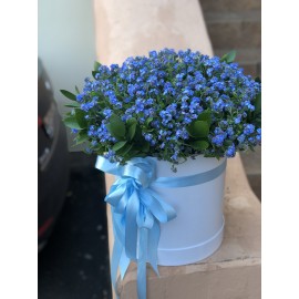 Незабудки в шляпной коробке 