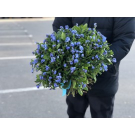 101 незабудка