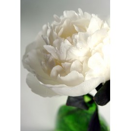 Белые пионы поштучно от 5 штук