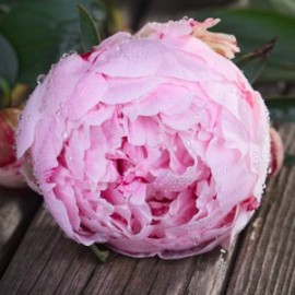 Акция! Розовые пионы Сара Бернар поштучно от 5 шт.