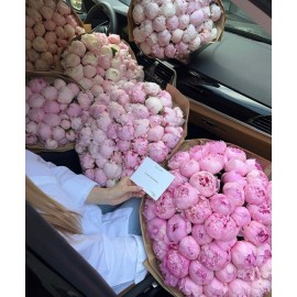 Пионы и ничего кроме пионов!