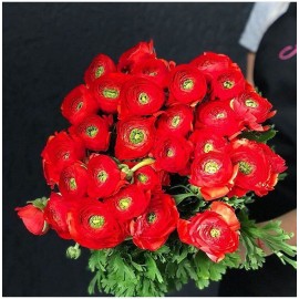 Красные ранункулюсы Клуни