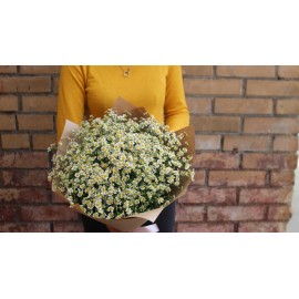 25 полевых ромашек в крафте