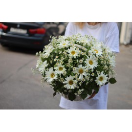 Такие разные ромашки!