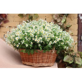 Корзина из 151 полевой ромашки.