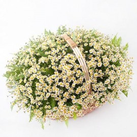 Корзина полевых ромашек