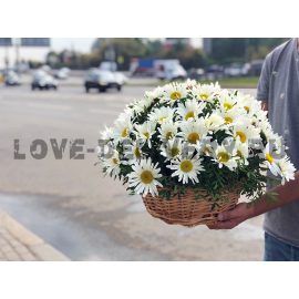 Корзина из 51 садовой ромашки
