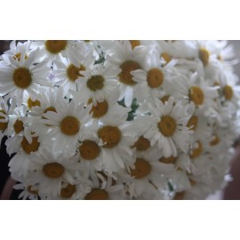 Акция! Ромашки поштучно с доставкой!