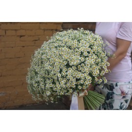 101 полевая ромашка