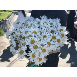 75 крупных ромашек 