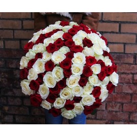 101 красно-белая роза высота 60 см.