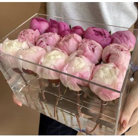 15 пионов в акриловом боксе 