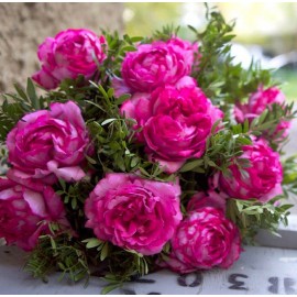 Привет Марсель