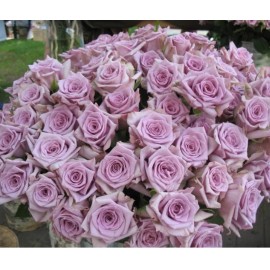 Розы Авангард