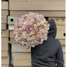 Нежные розы