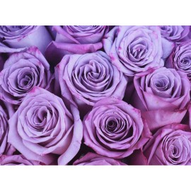 Фиолетовые розы поштучно от 19 штук 