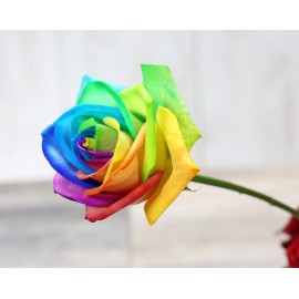 Купить радужные розы поштучно