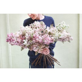 Нежная сирень