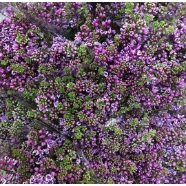 Сиреневая сирень поштучно от 9 штук