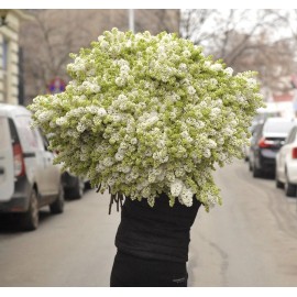 Тонна белой сирени 