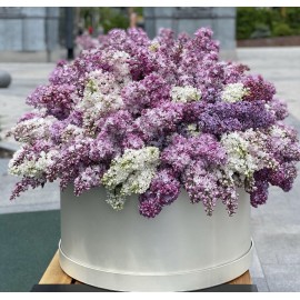 Огромная коробка с сиренью 