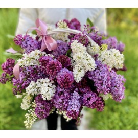 Корзина ароматной сирени 