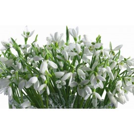 Подснежники поштучно от 19 штук