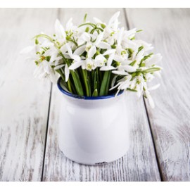 Первоцветы в кашпо