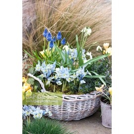 Лесная корзина