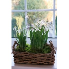 Февральское утро