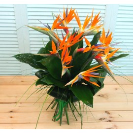 Стрелиция - это серьезно!