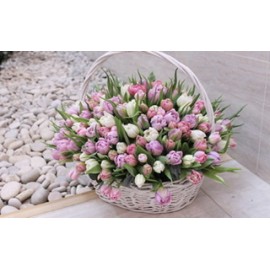 Море нежных тюльпанов 